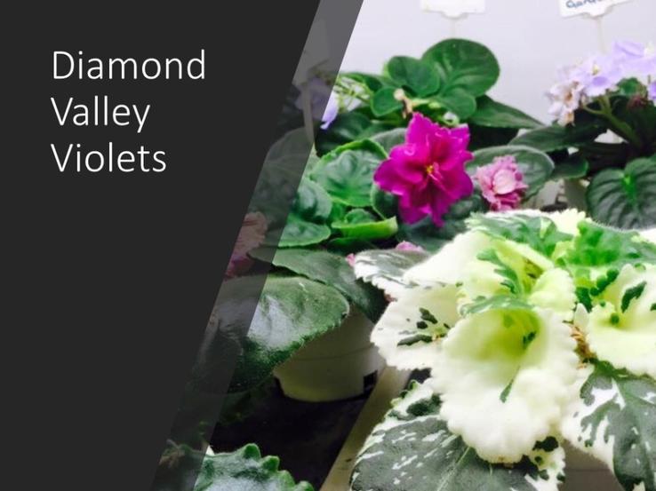 Diamond Valley Violets