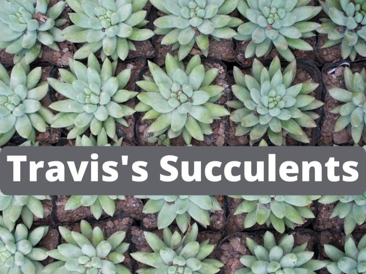 Travis Succulents